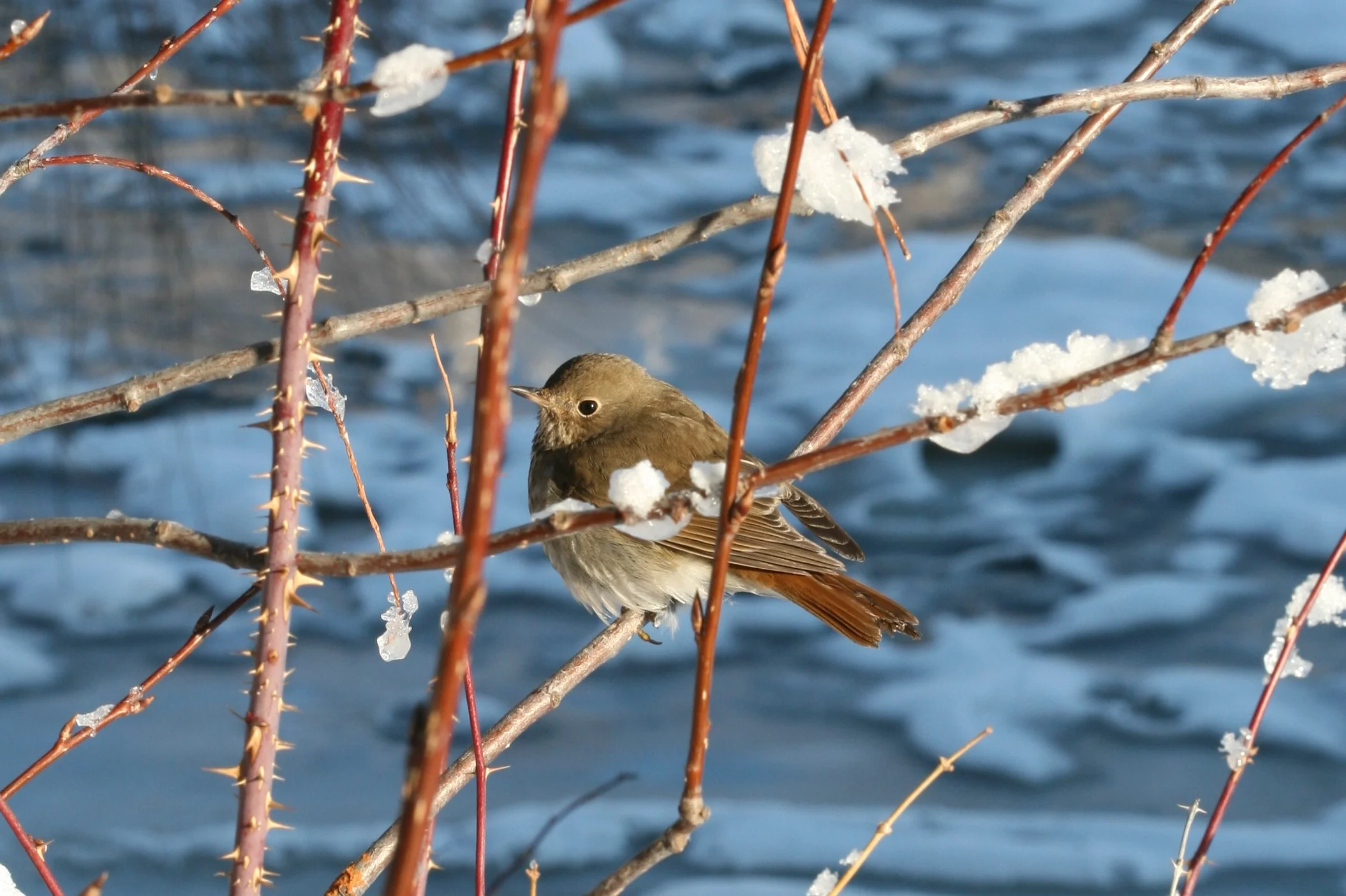 bird-Diepenheim.jpg